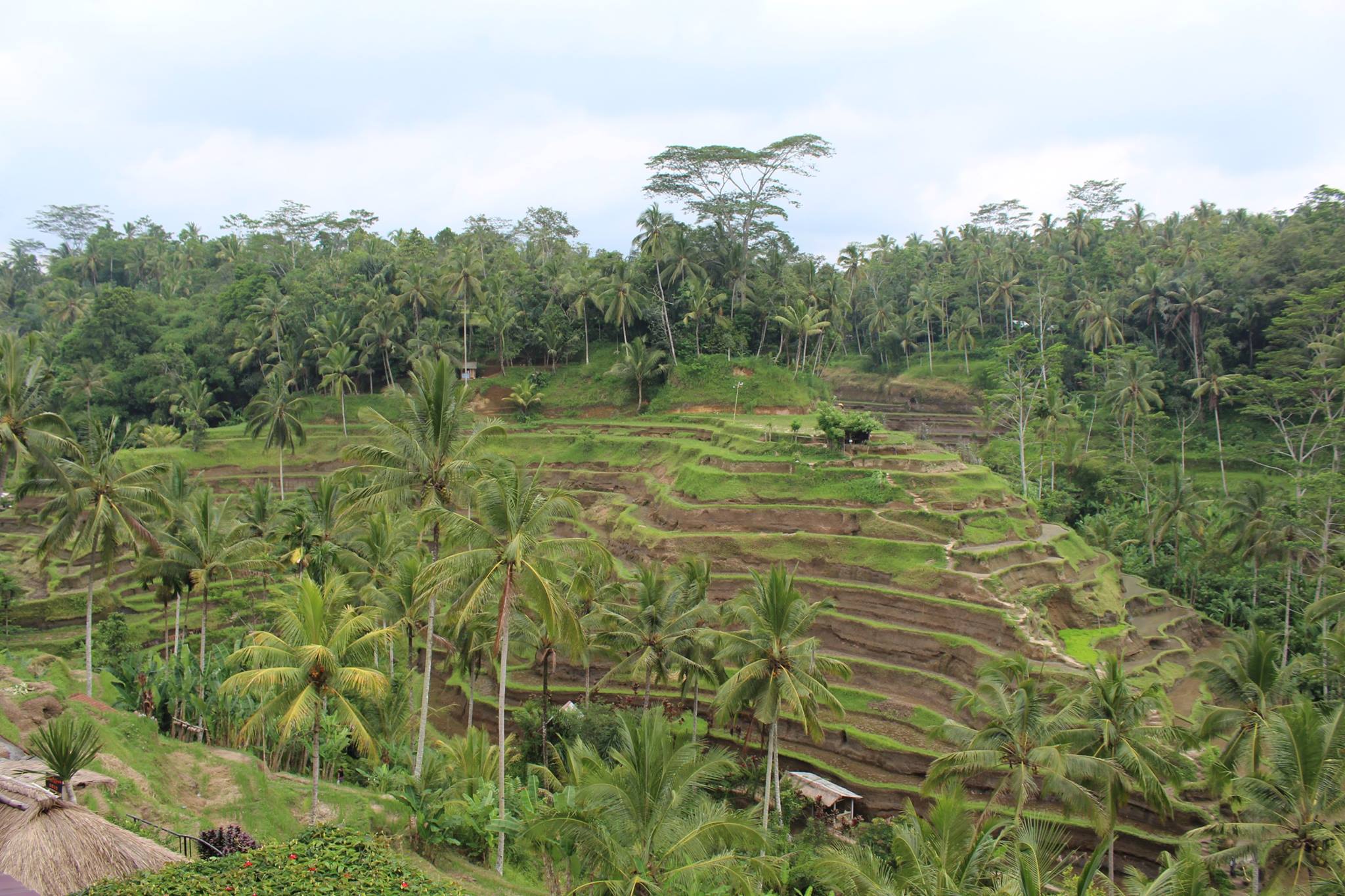 Rice terraces near Ubud Bali green paddies stepped