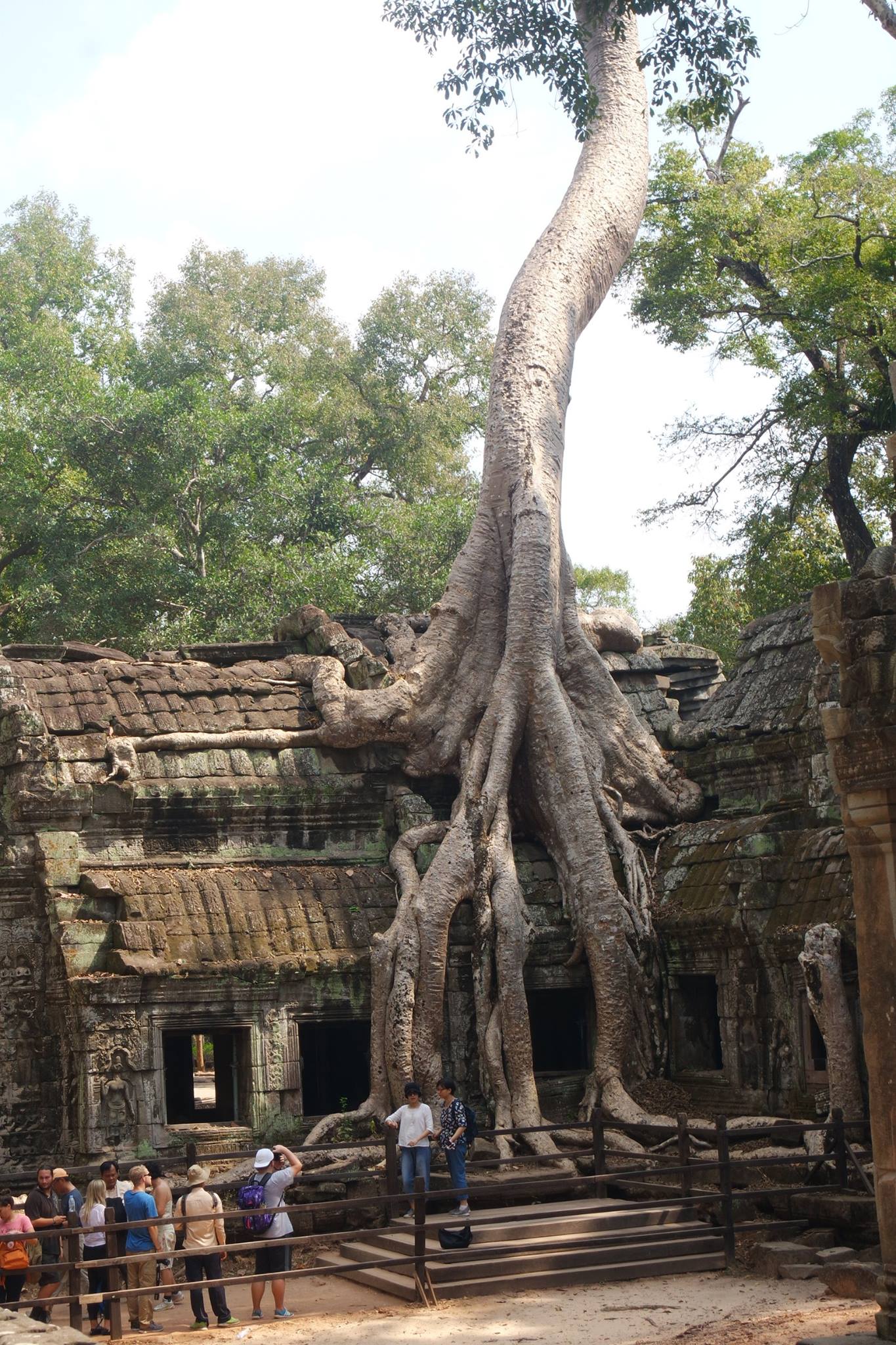 Jungle temple Angkor Wat Cambodia roots trees growing over stones