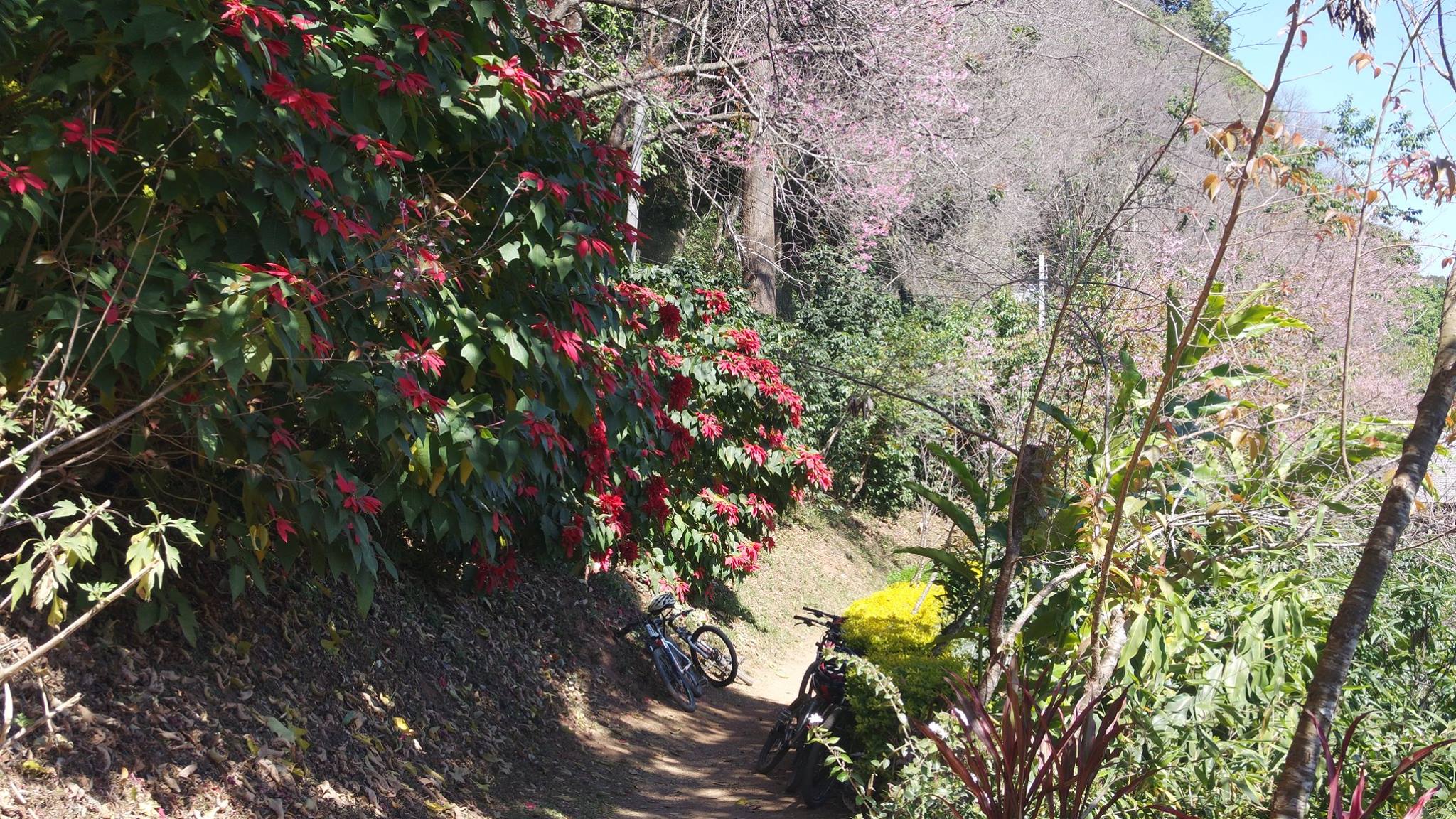 Example of single track trail Chiang Mai mountain bike Thailand