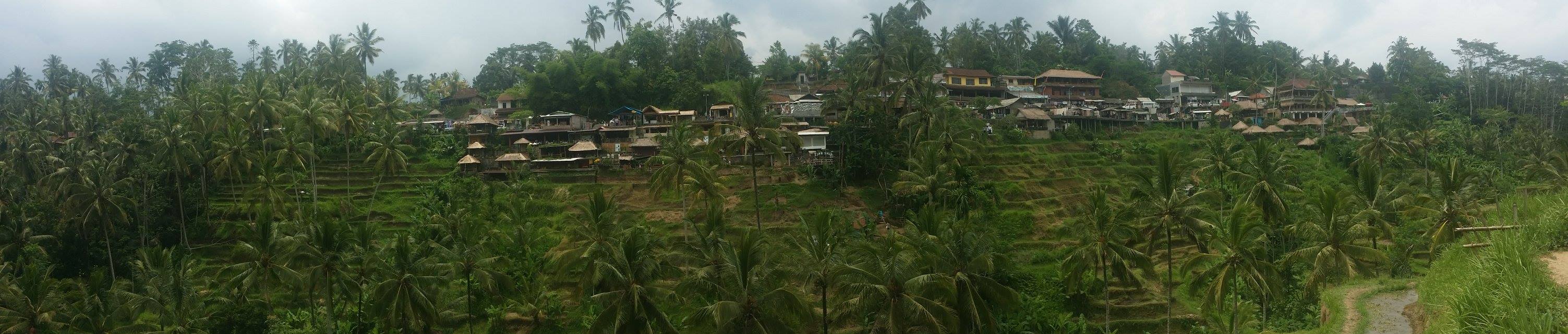 Rice terrace near Ubud Bali Indonesia panoramic