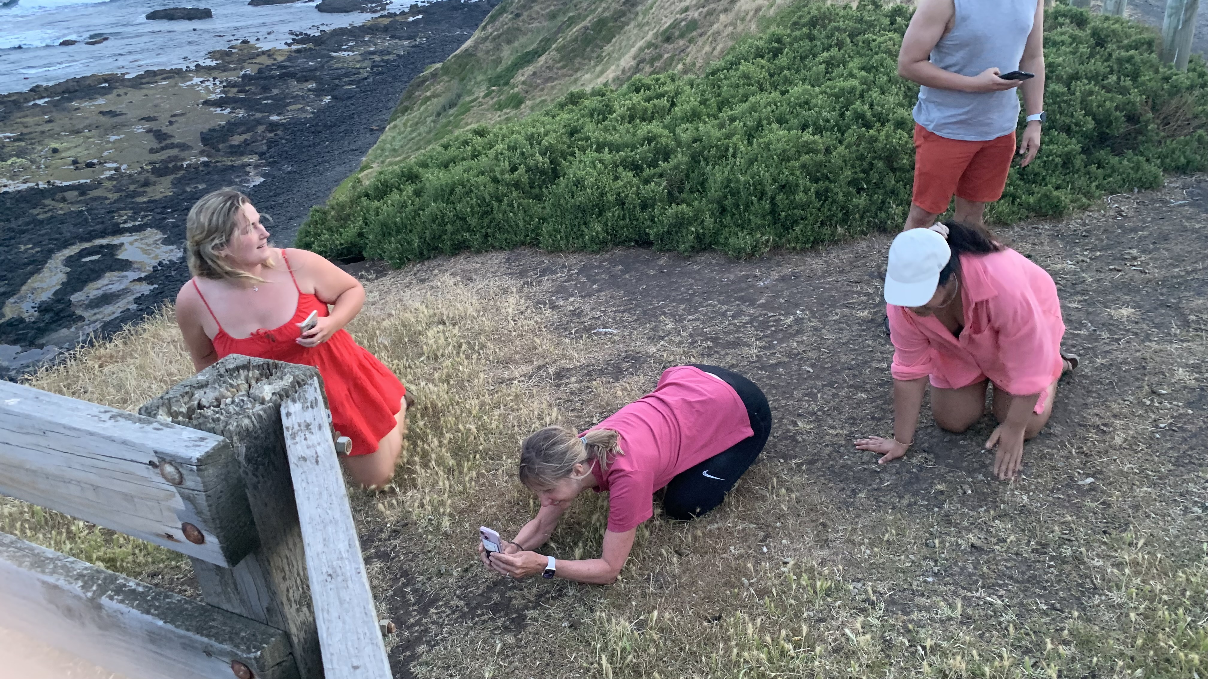 Sharon finding baby penguins Philip Island nests Victoria