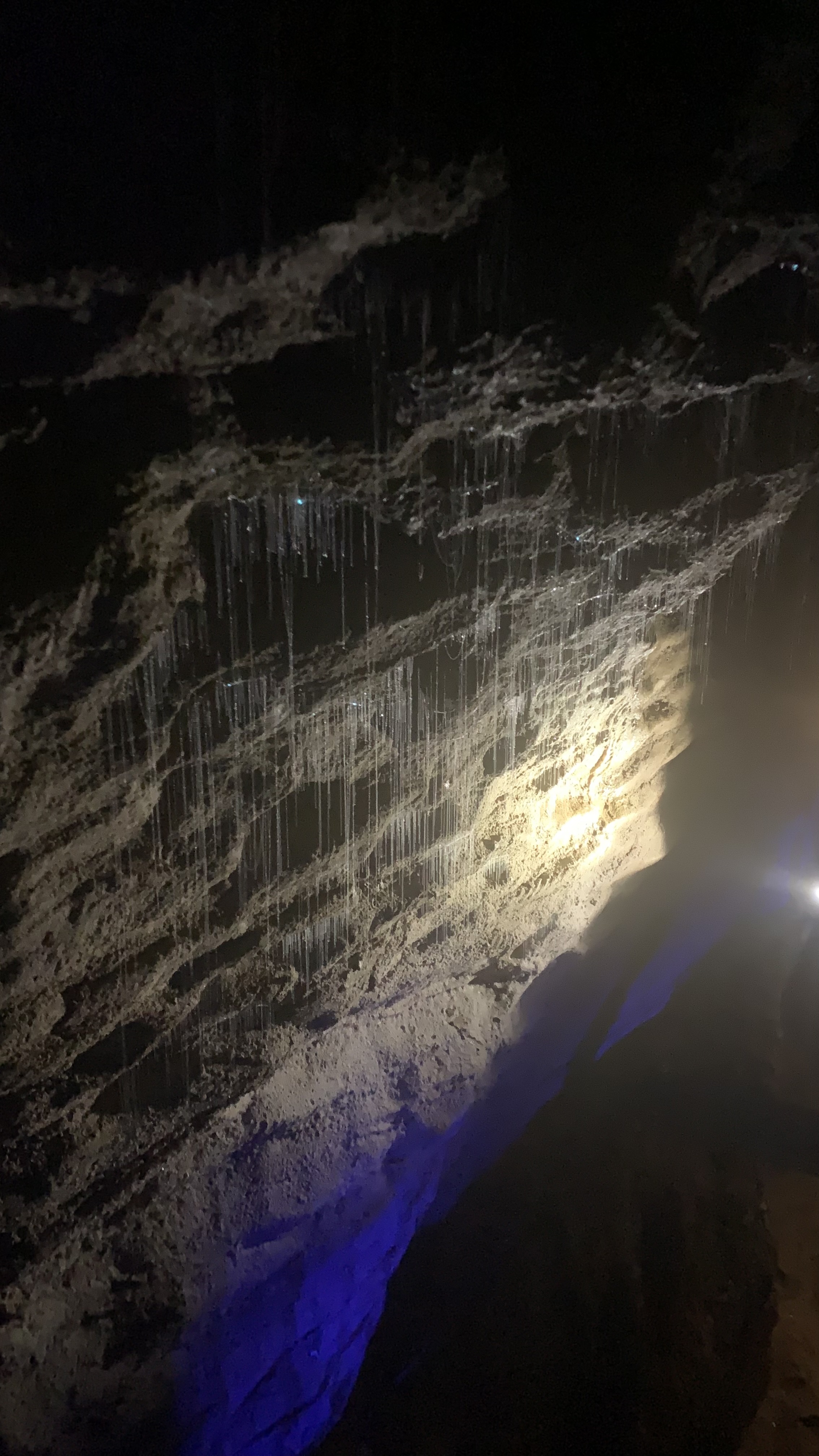 Glowworms in the light web string Ruakuri Cave NZ