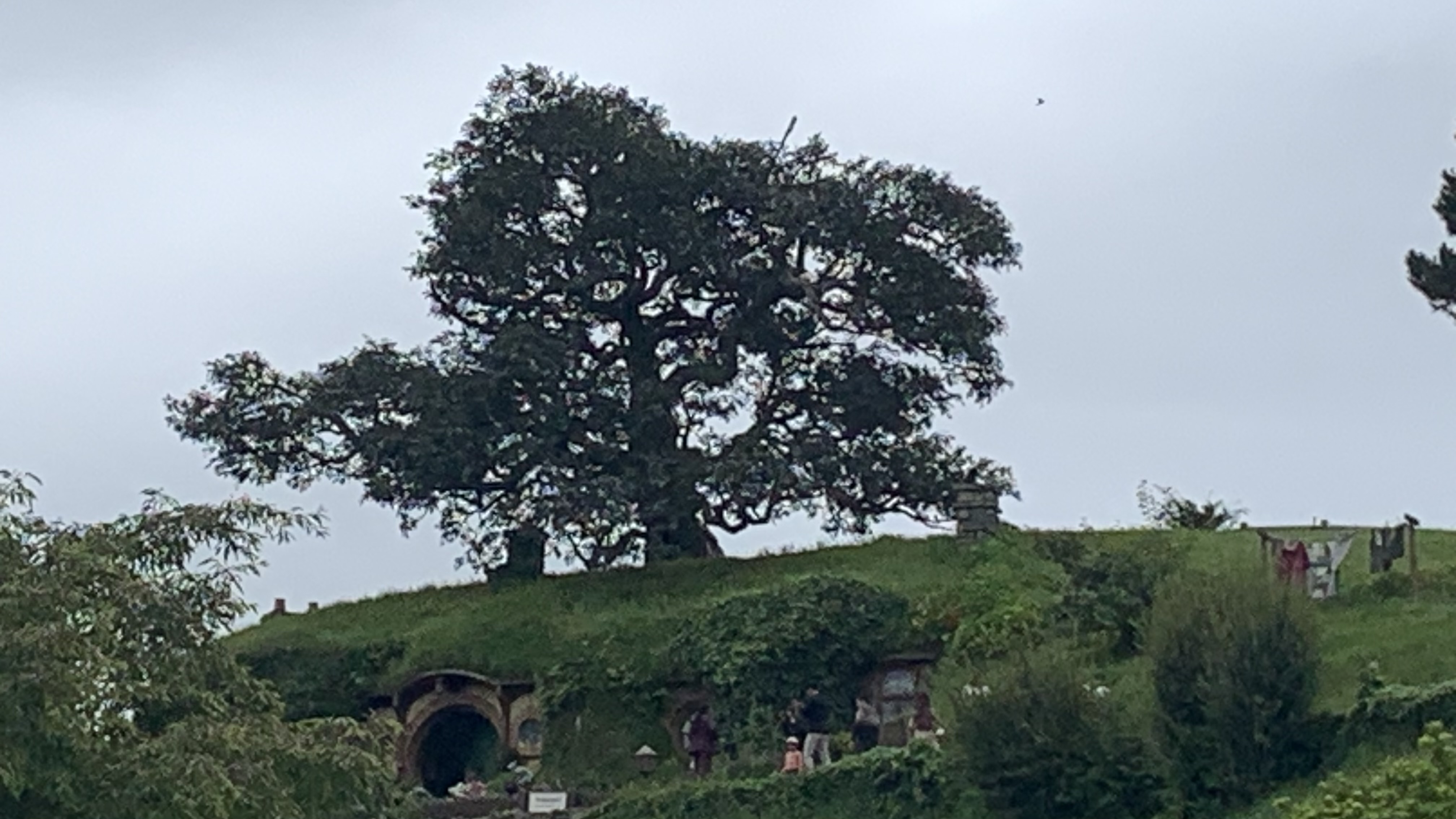 Fake tree Hobbiton New Zealand Shire movie set