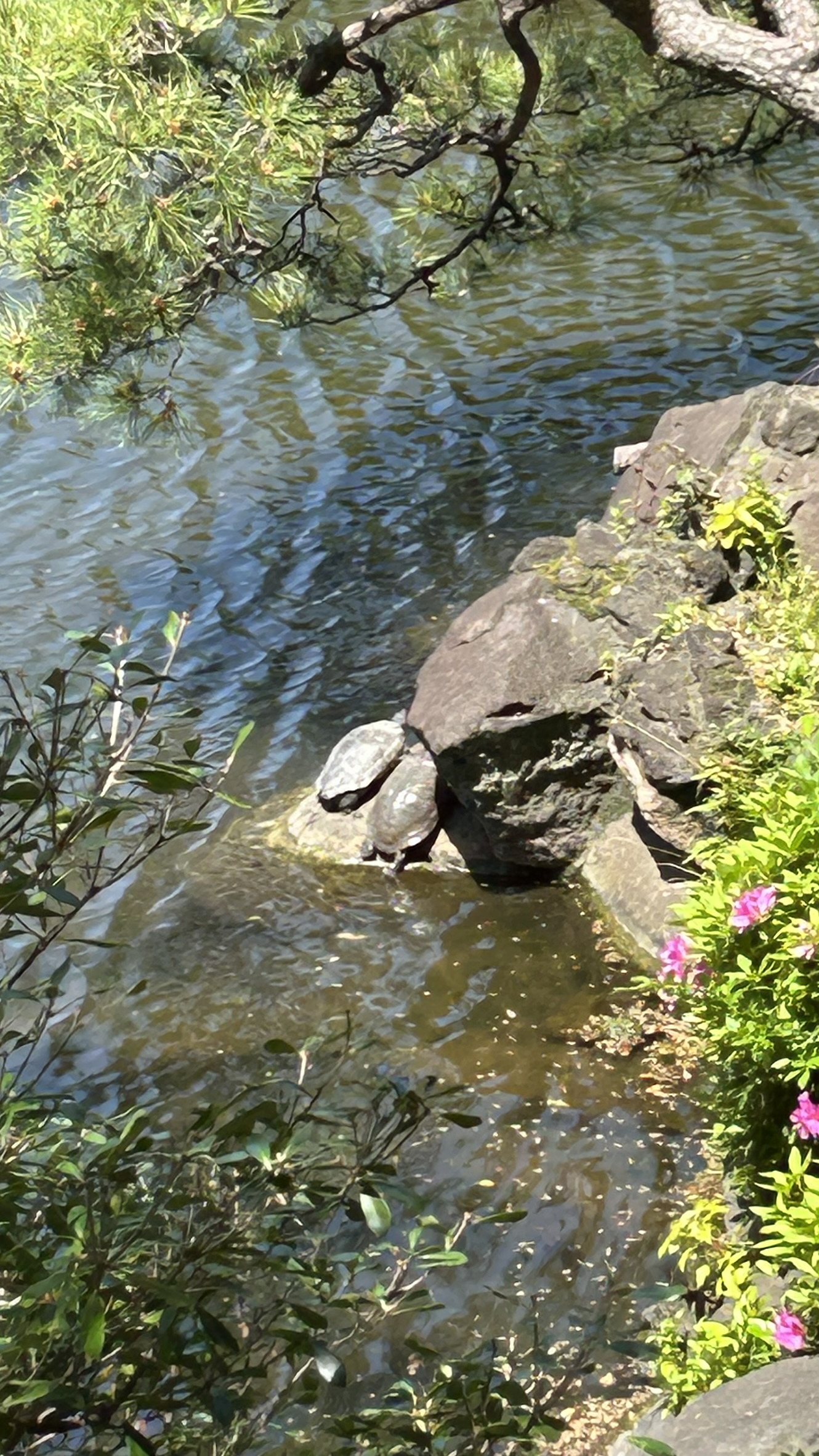 Two big turtles Tokyo park