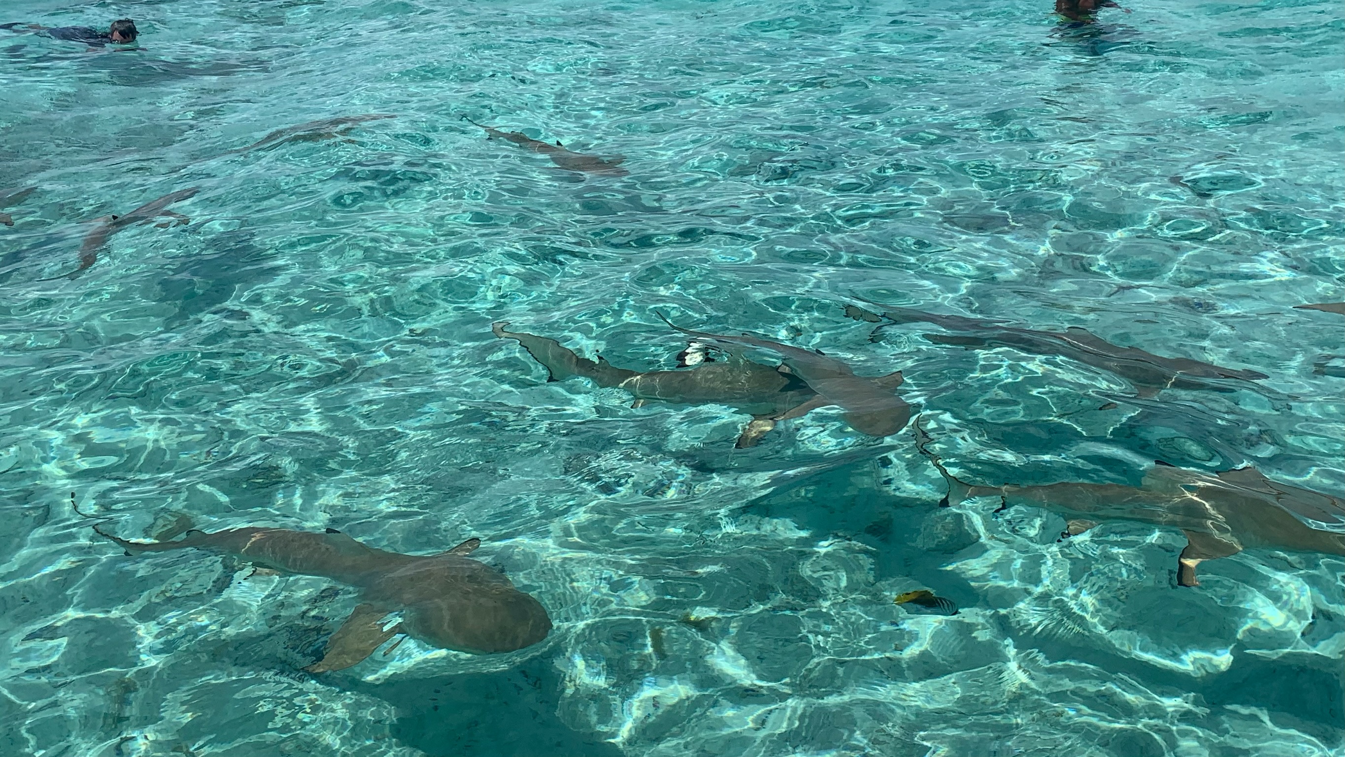 Shark swimming Bora Bora snorkel trip smaller than Moorea