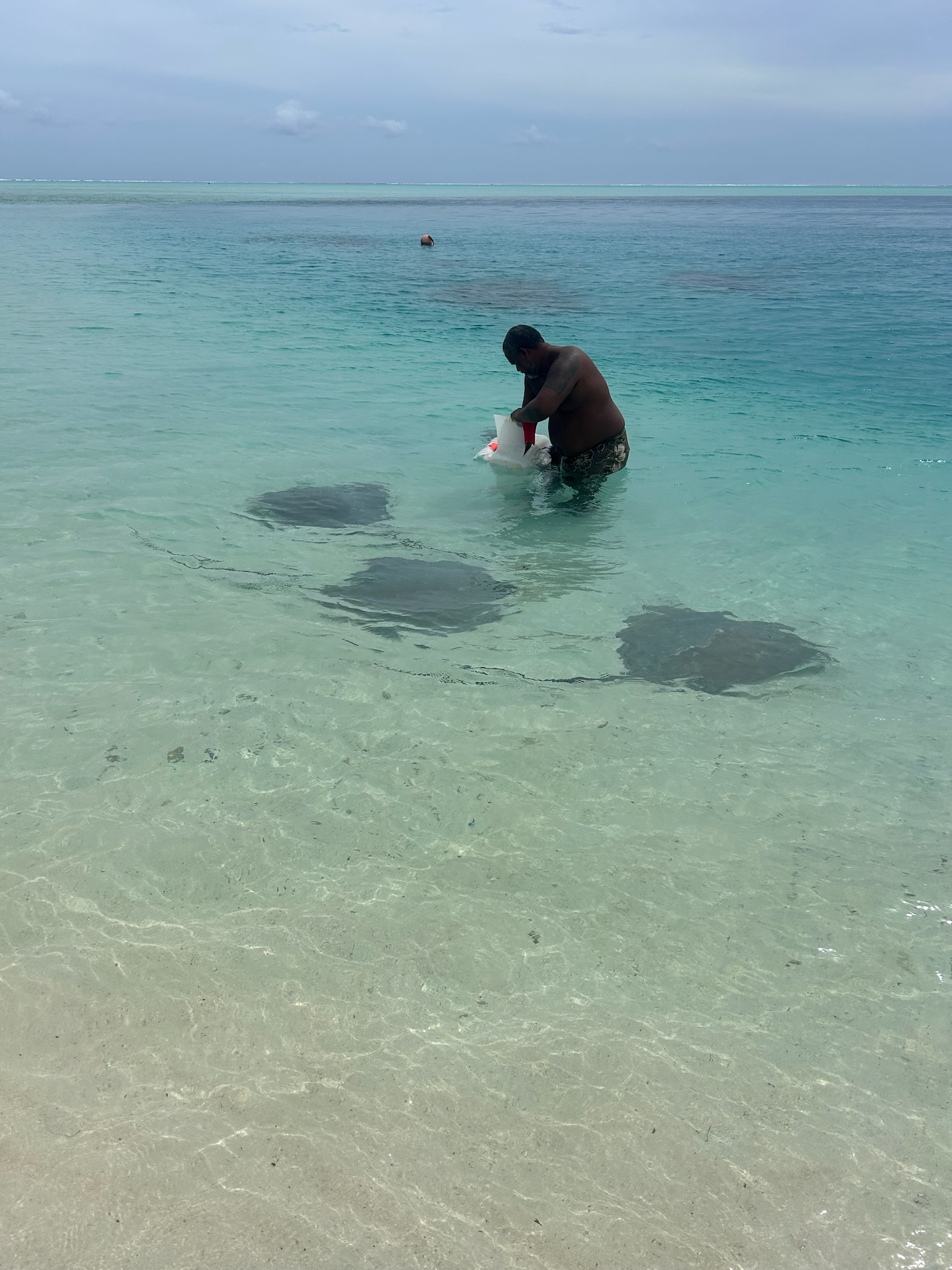 Stingray feeding Matira Beach Bora Bora last day French Polynesia