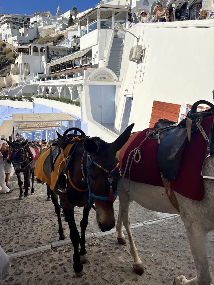 Donkeys on the trail to Fira